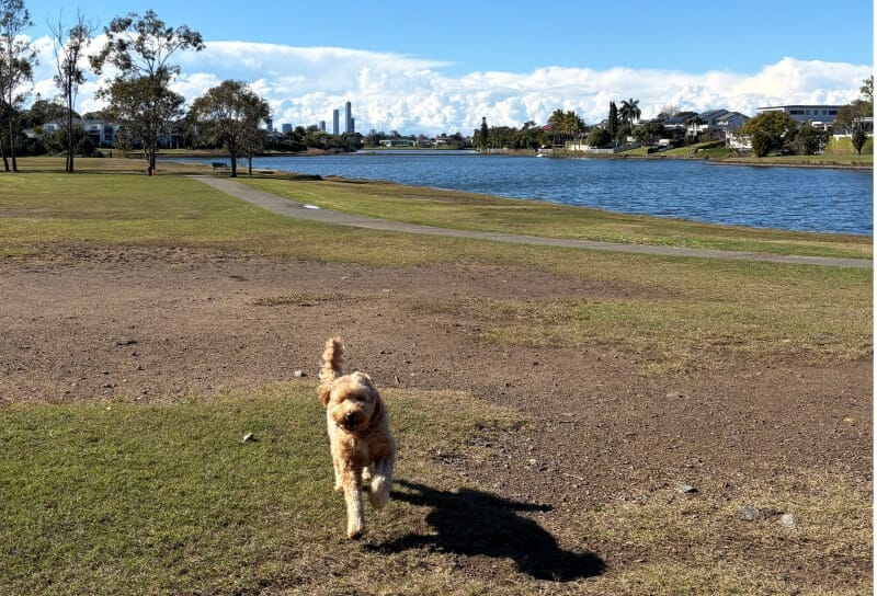 Hacer Pet sitting en Australia