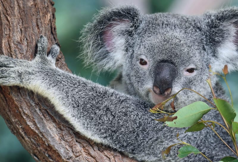 Beca para estudiar inglés en Australia
