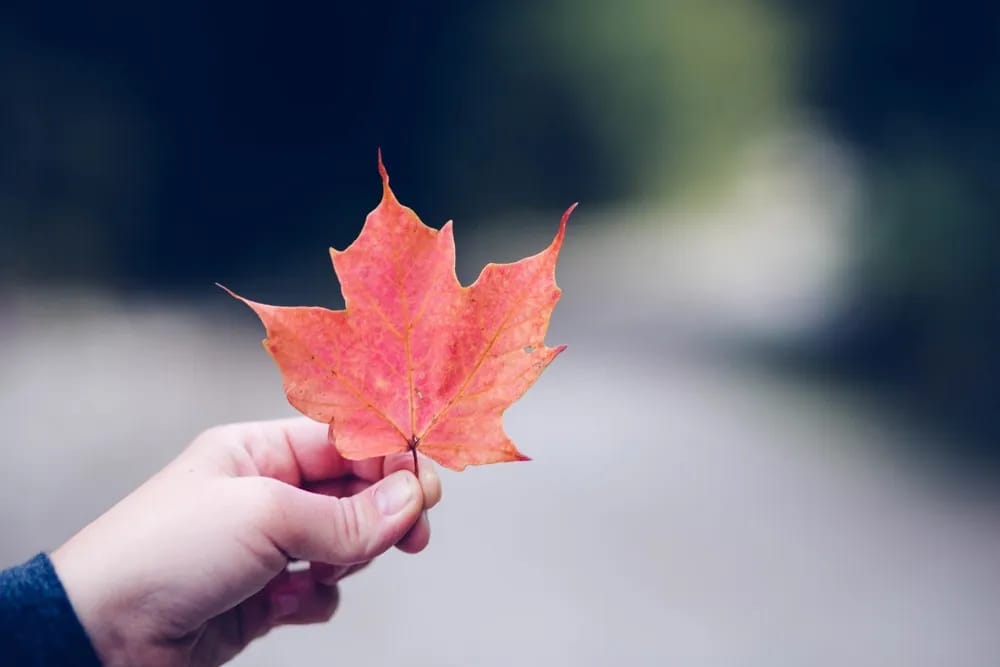 vivir en Canadá Celebraciones en Canadá