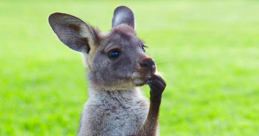 Canguro australia trabajo