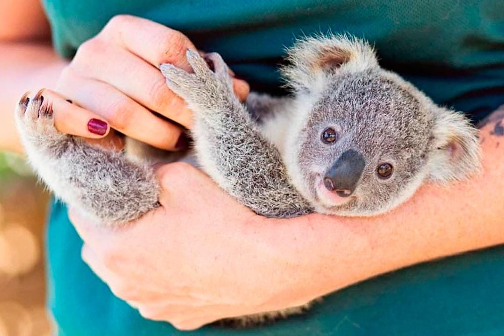Chilenos en Australia Koalas en Australia