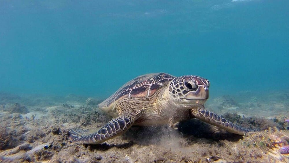 tortuga tortuga fondo del mar