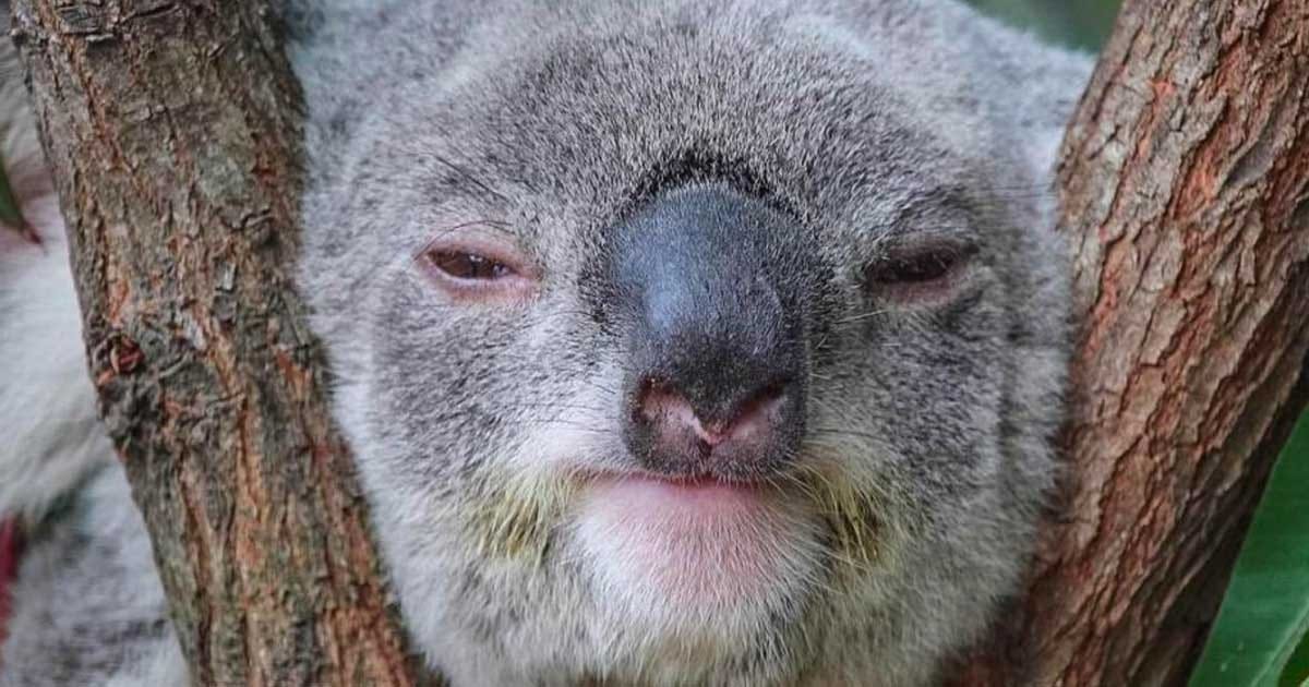 Koala trabajar australia