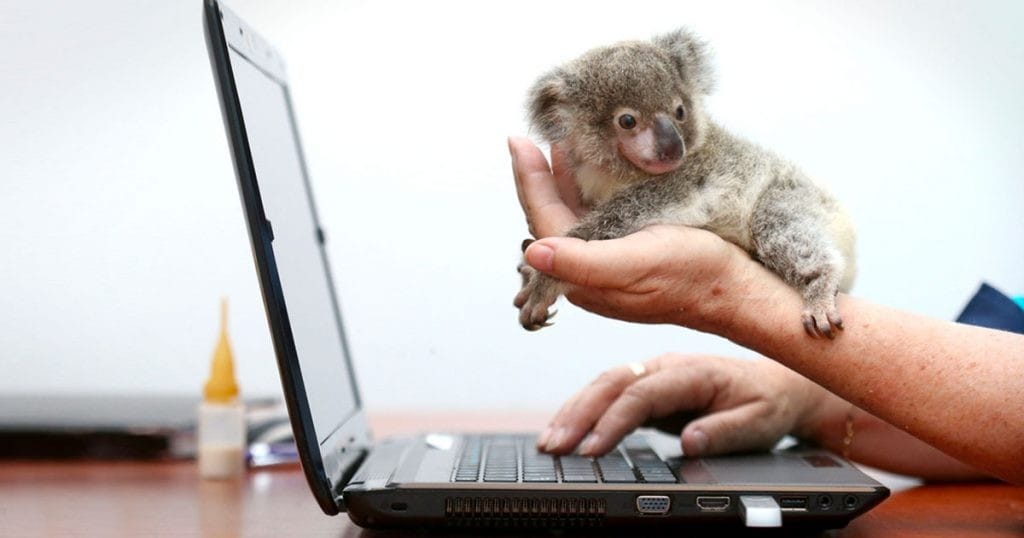 Koala ordenador australia