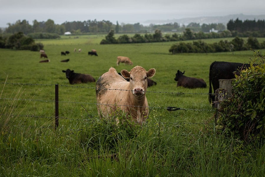 Vaca