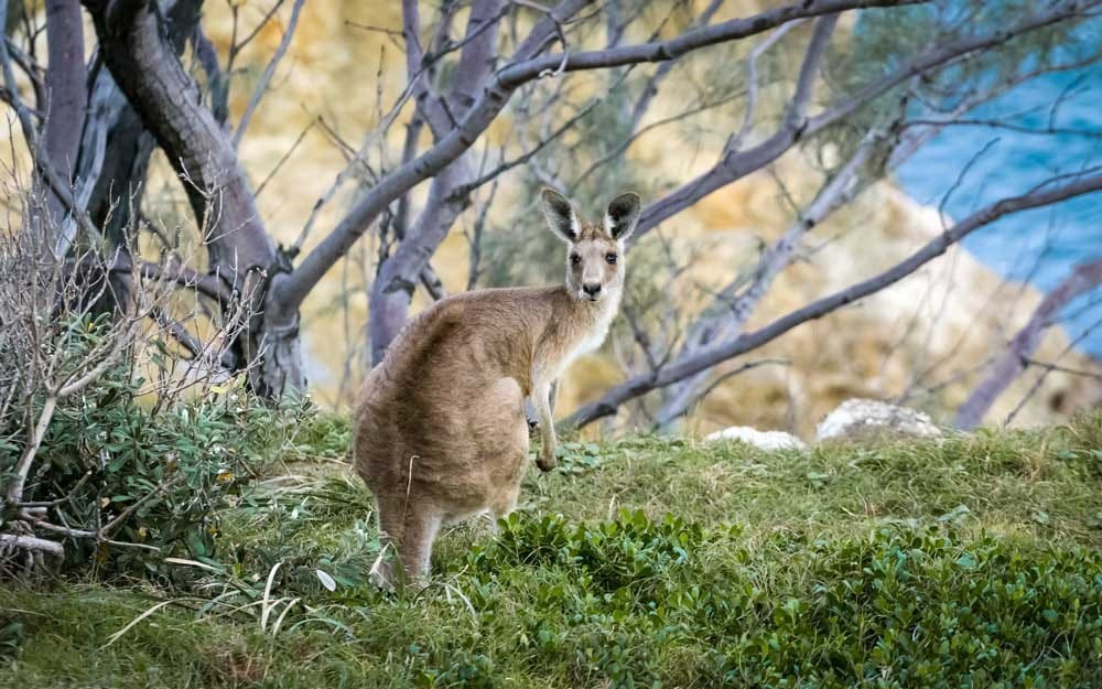 Canguro Australia