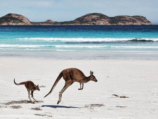Estudiar un curso TAFE en Australia dos canguros peleando