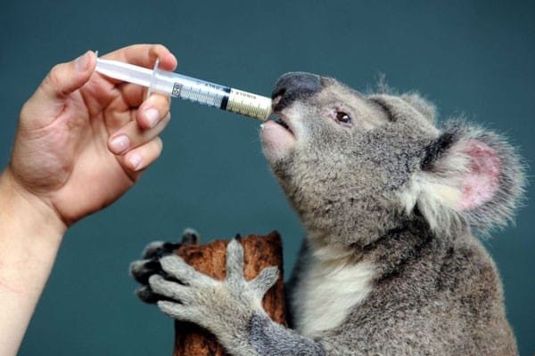 seguro medico australia una mano con una jeringuilla con leche que le da de comer a un koala