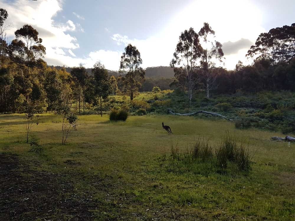 Naturaleza de Australia paisaje verdoso con árboles