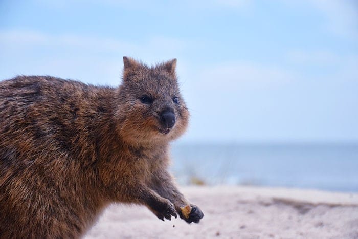 Quokkas en Rottnest Island, Perth