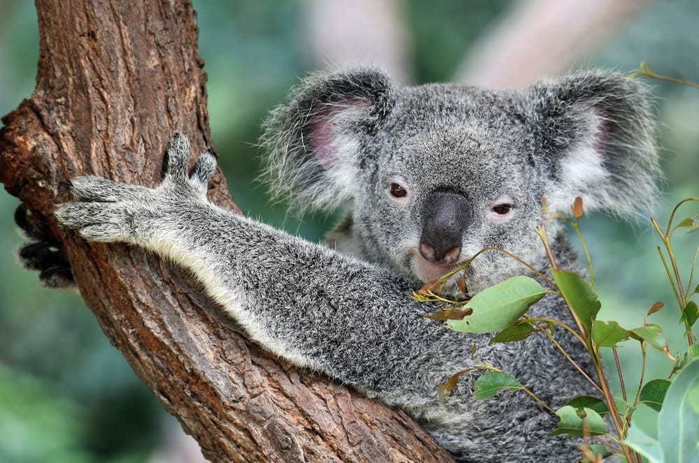 sponsor visa de australia koala subido a un árbol