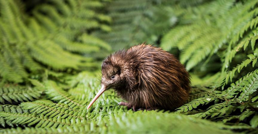 30 curiosidades sobre los kiwis nueva zelanda