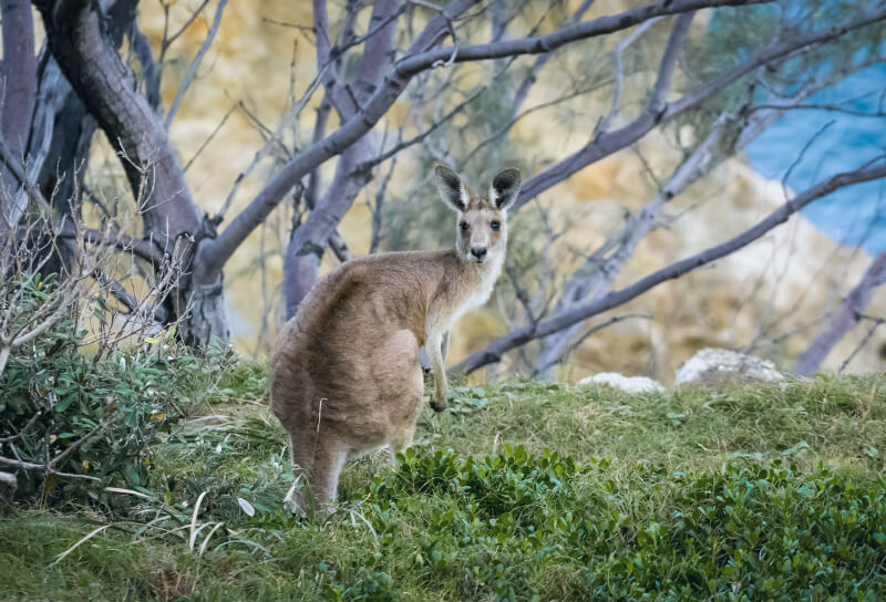 Cuál es la mejor época para viajar a Australia