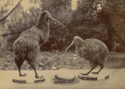 kiwi, animales típicos de Nueva Zelanda