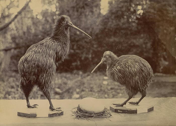 kiwi, animales típicos de Nueva Zelanda