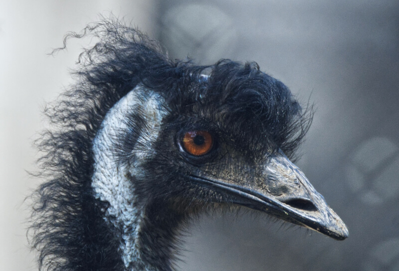 Emu, animales en Australia