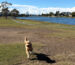 Hacer Pet sitting en Australia